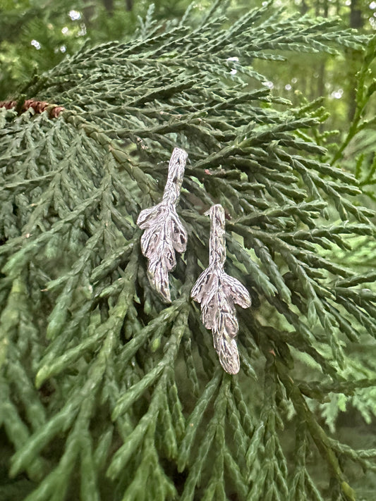 Arborvitae Studs