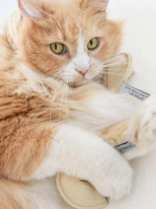 KITTY FORTUNE COOKIE - You Will Catch the Mouse