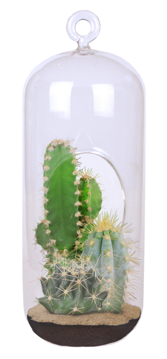Cacti Collection Glass Terrarium Seed Starting Kit