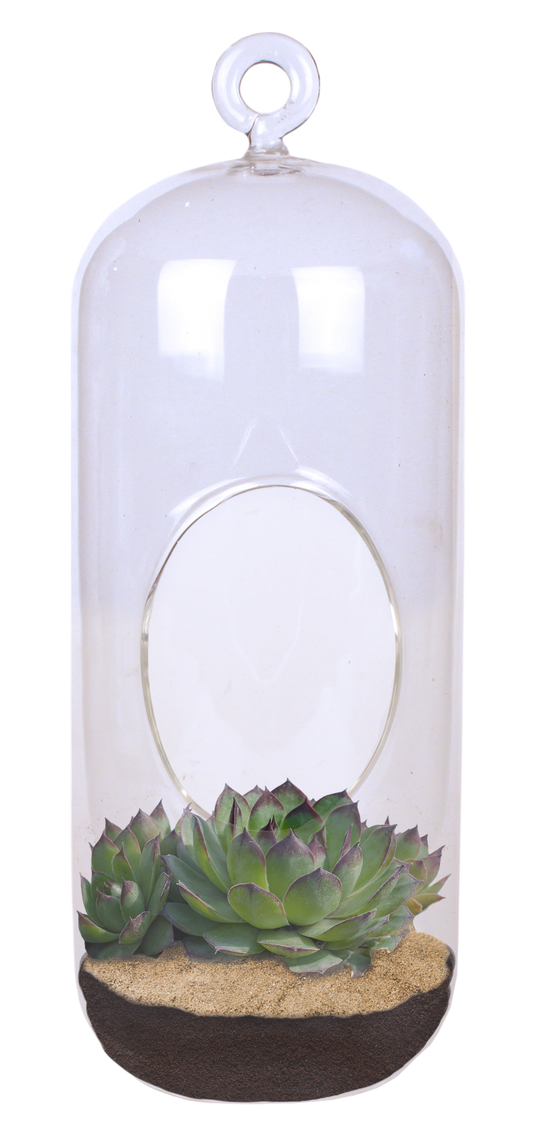 Stunning Sedum Glass Terrarium Seed Starting Kit