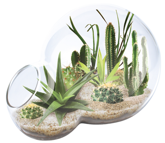 Desert Escape Growarium Succulent and Cacti Seed Terrarium Kit