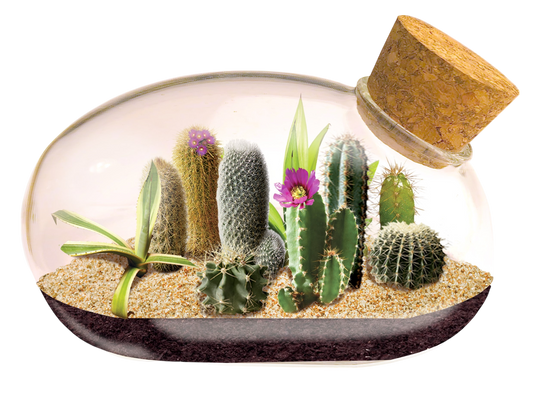The Desert Mouse Garden Glass Terrarium with Cork