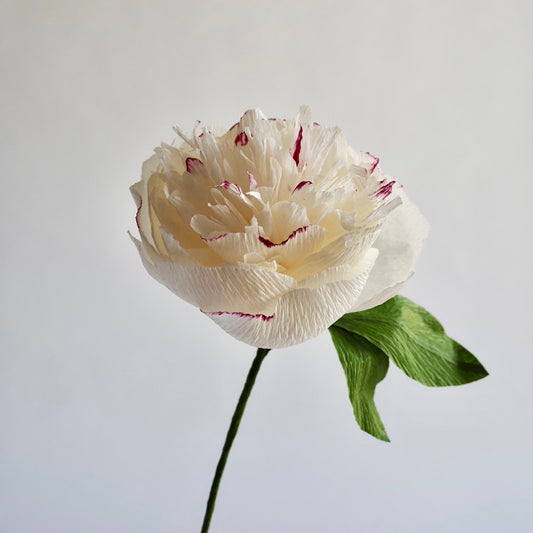 Hand Painted Garden Peony Single Bloom, Limited Edition | Paper Peony Stem