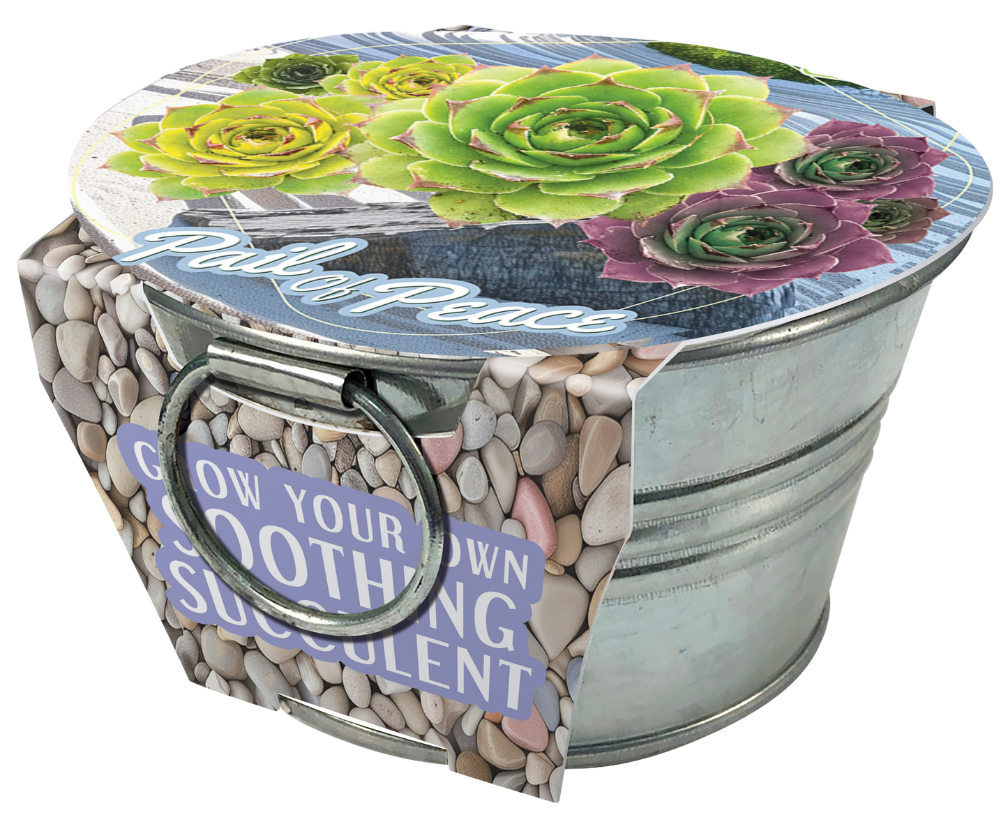 Pail of Peace - Grow Your Own Succulents Multipack of 3