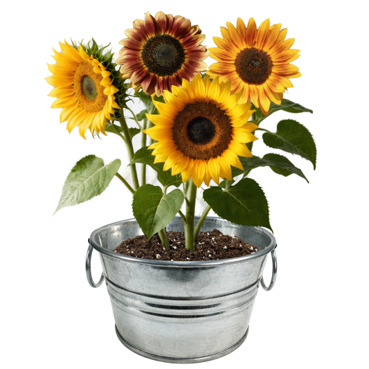 Pail of Sunshine - Grow Your Own Sunflowers Multipack of 3