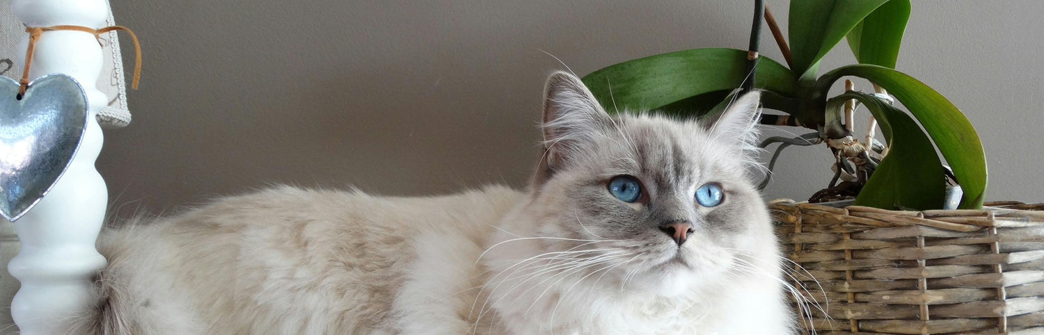 Spring for Your Pets