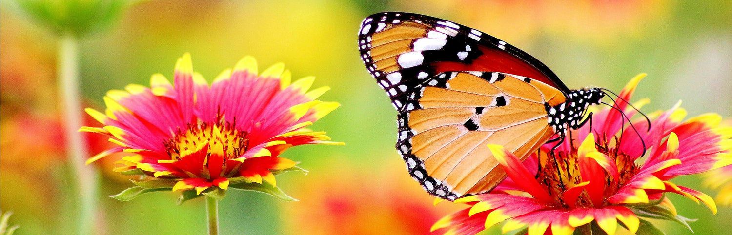 Spring for the Garden