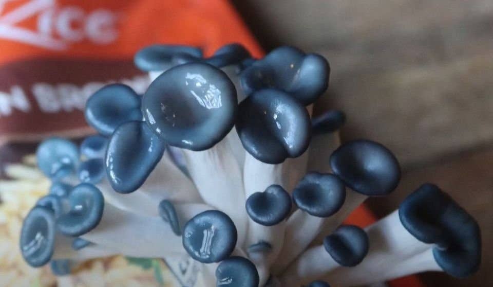 Blue Oyster Edible Mushroom Growing Kit