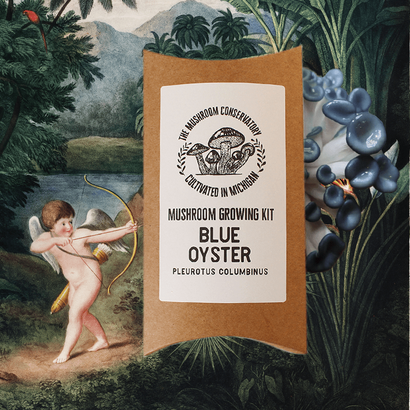 Blue Oyster Edible Mushroom Growing Kit
