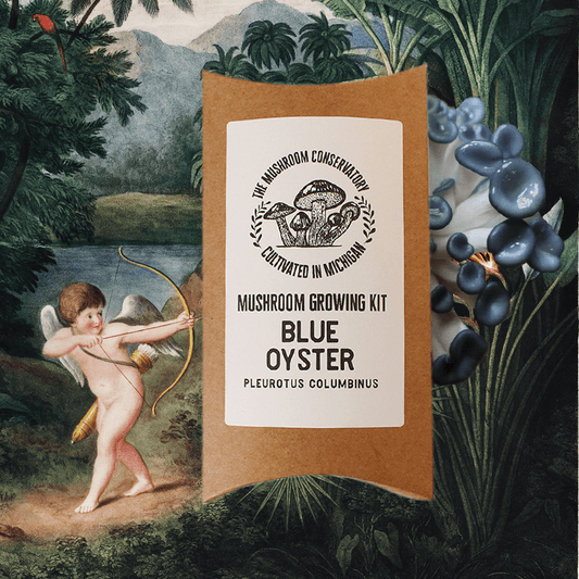 Blue Oyster Edible Mushroom Growing Kit