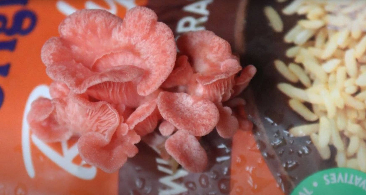 Pink Oyster Gourmet Mushroom Growing Kit Holiday Edition