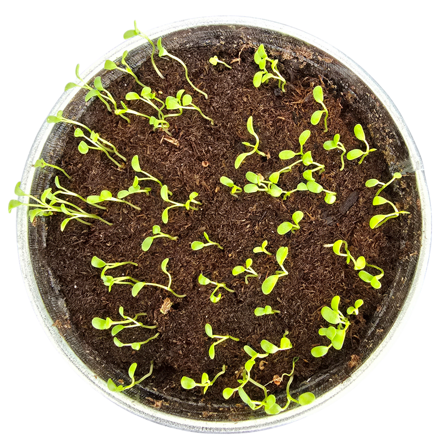 Pot O' Good Luck - Grow Your Own Shamrocks Multipack of 3