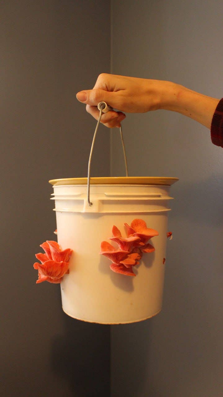 Pink Oyster Gourmet Mushroom Growing Kit Holiday Edition