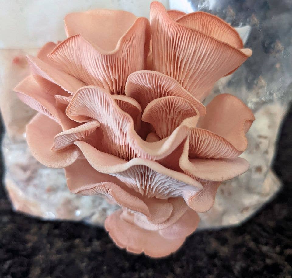 Pink Oyster Gourmet Mushroom Growing Kit Holiday Edition