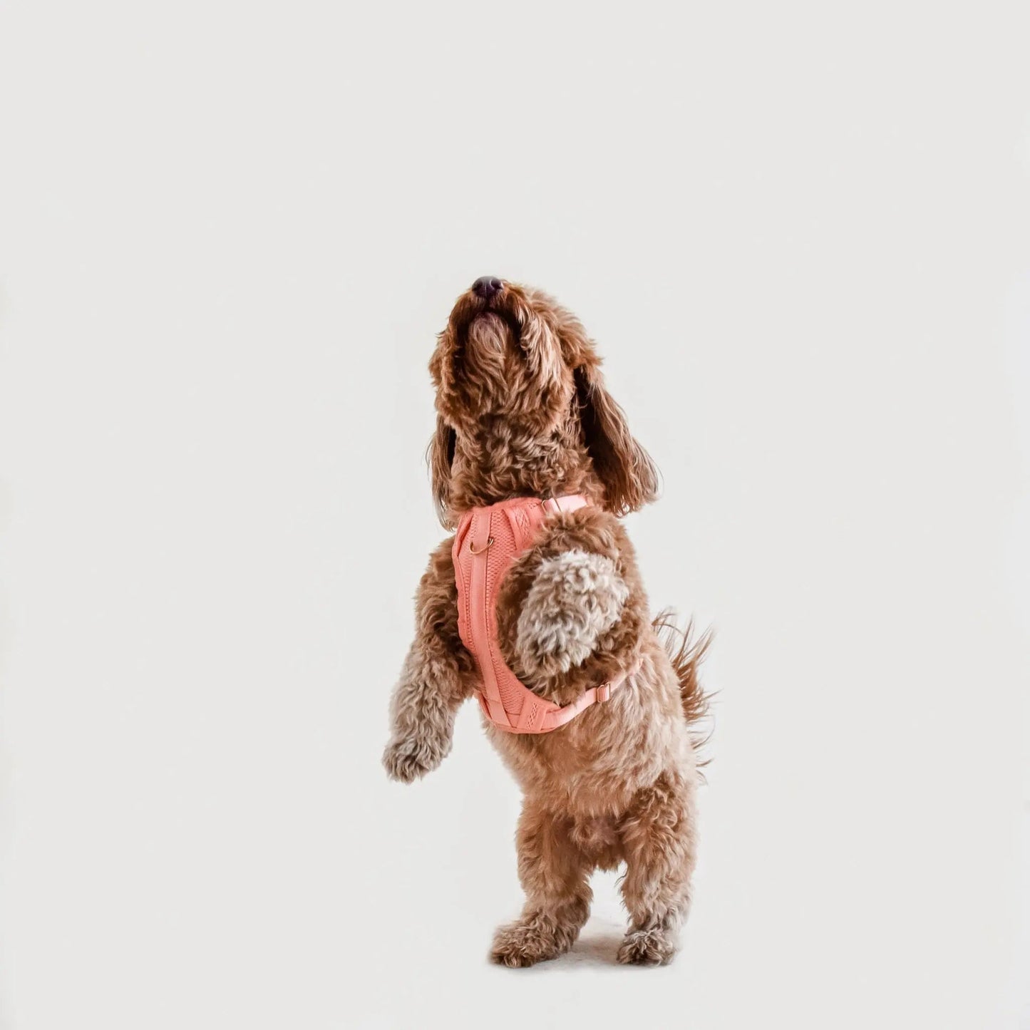 Huggie Harness - Last Chance