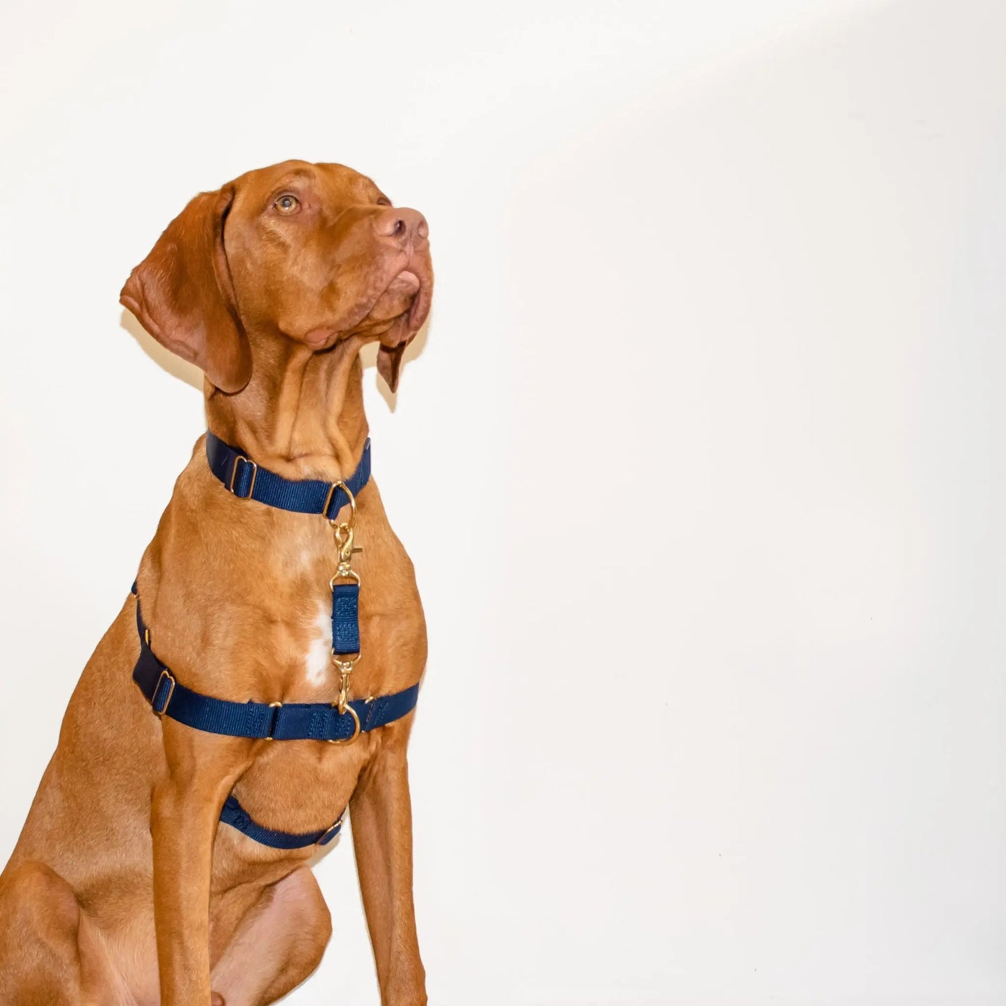 Safety Strap