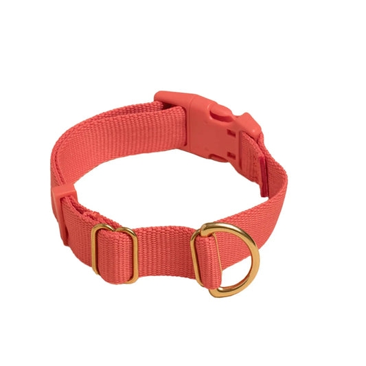 Pack Collar - Last Chance