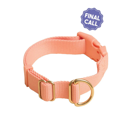 Pack Collar - Last Chance
