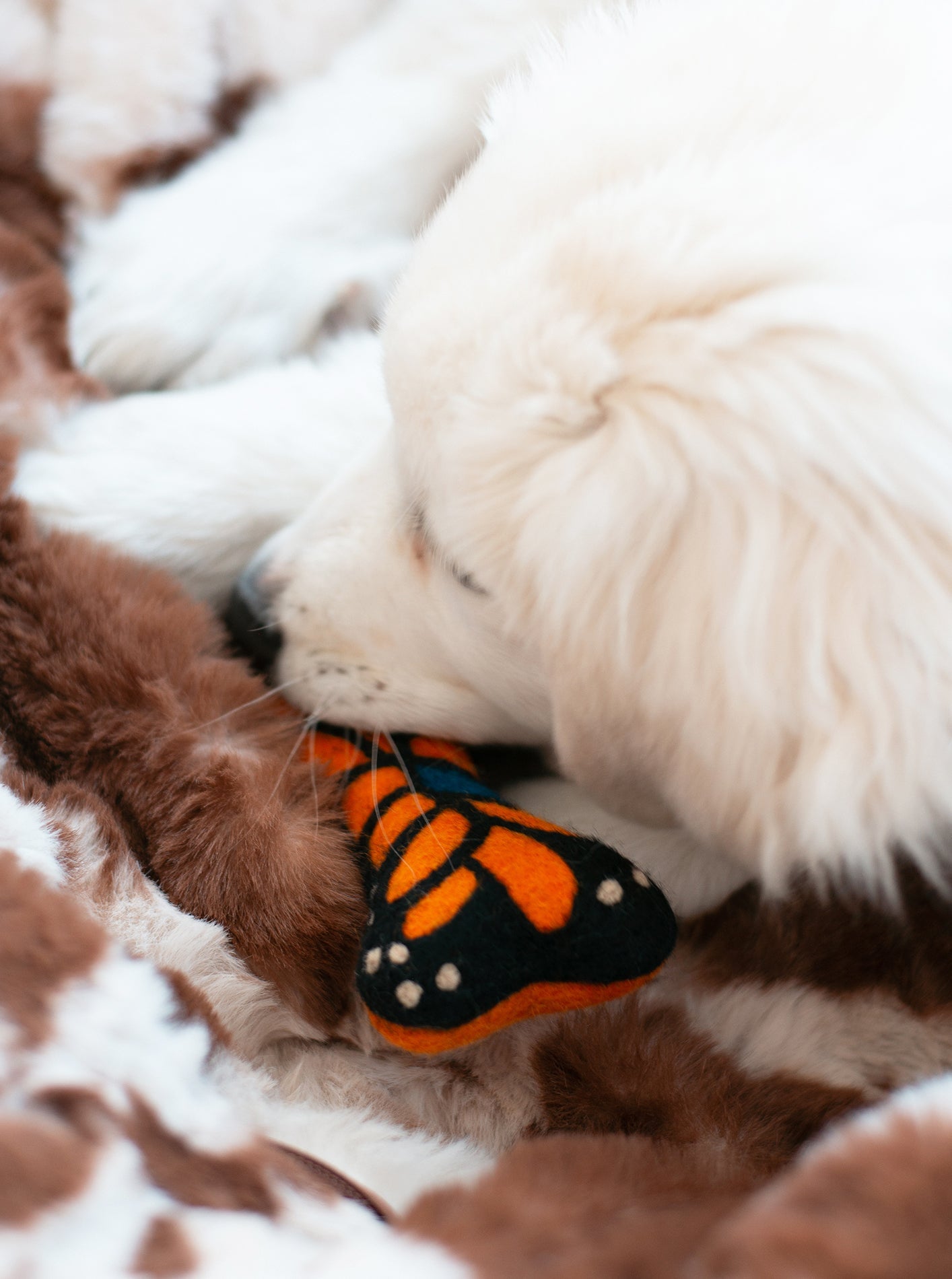 MONARCH BUTTERFLY WOOLBONE