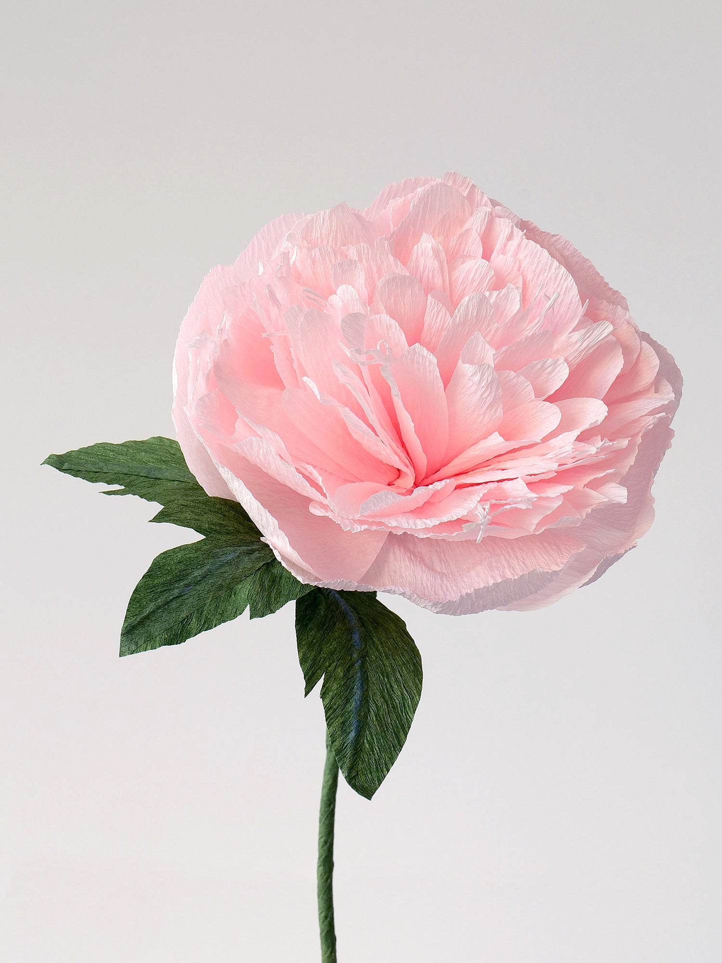 Garden Peony Single Stem | Handcrafted Paper Flower