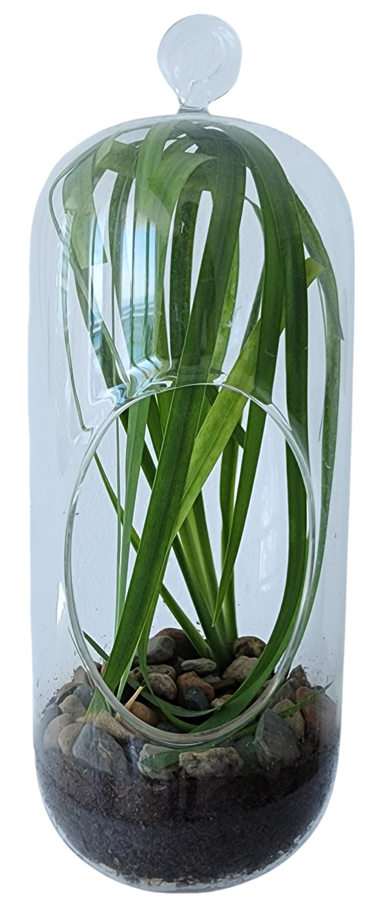 Perfect Palms Glass Terrarium Seed Starting Kit