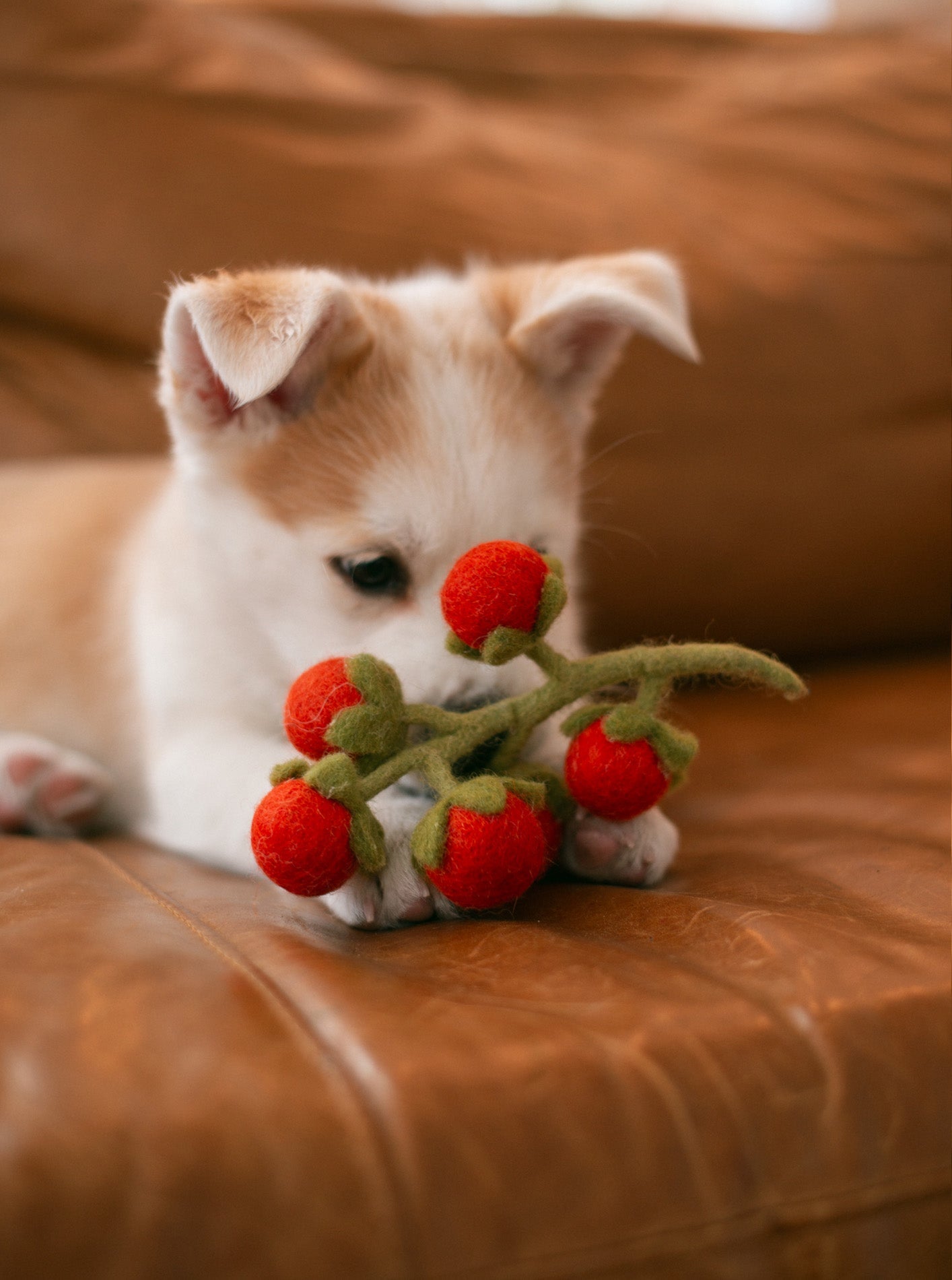 CHERRY TOMATO VINE WOOL DOG & CAT TOY