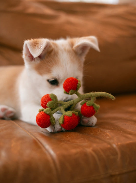CHERRY TOMATO VINE WOOL DOG & CAT TOY
