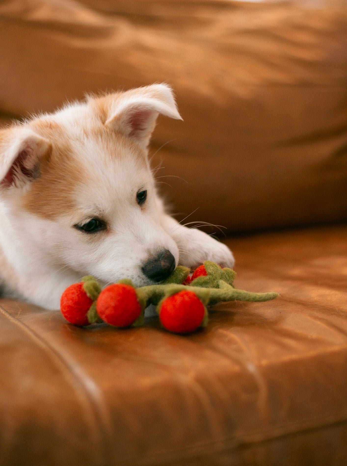 CHERRY TOMATO VINE WOOL DOG & CAT TOY
