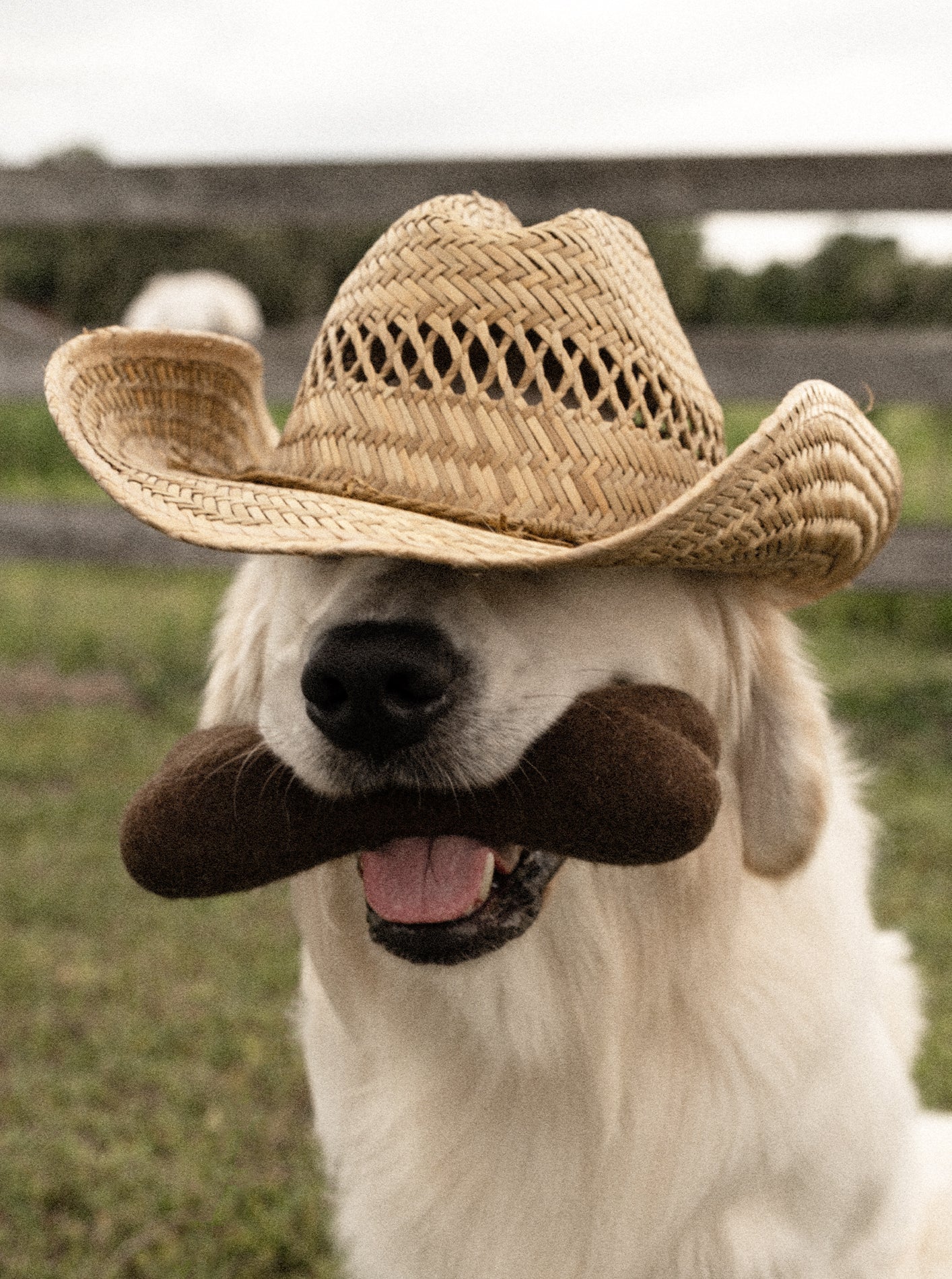 MB x House of Sploot WOOLBONE DOG TOY