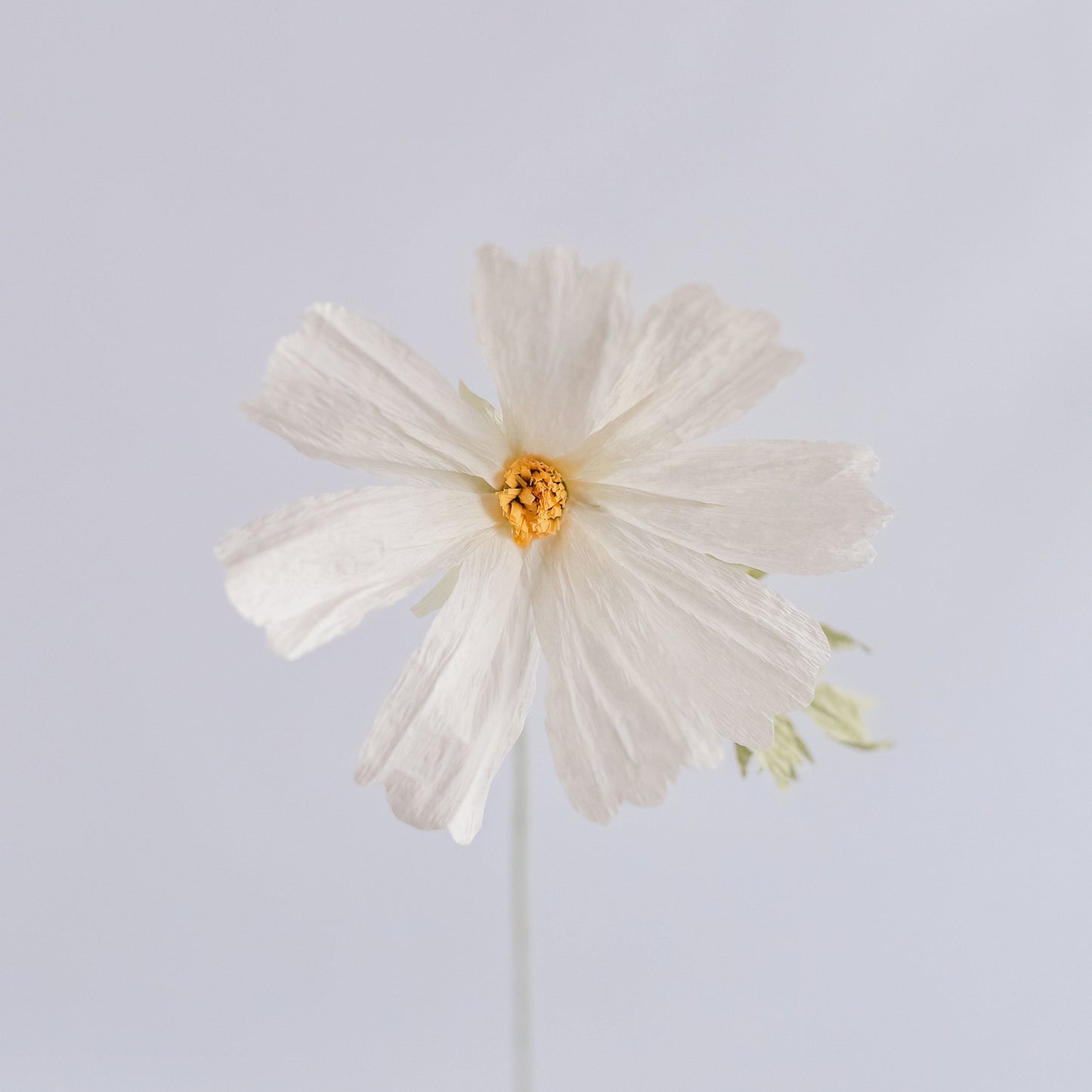 Cosmos Single Stem | Handcrafted Paper Wildflower