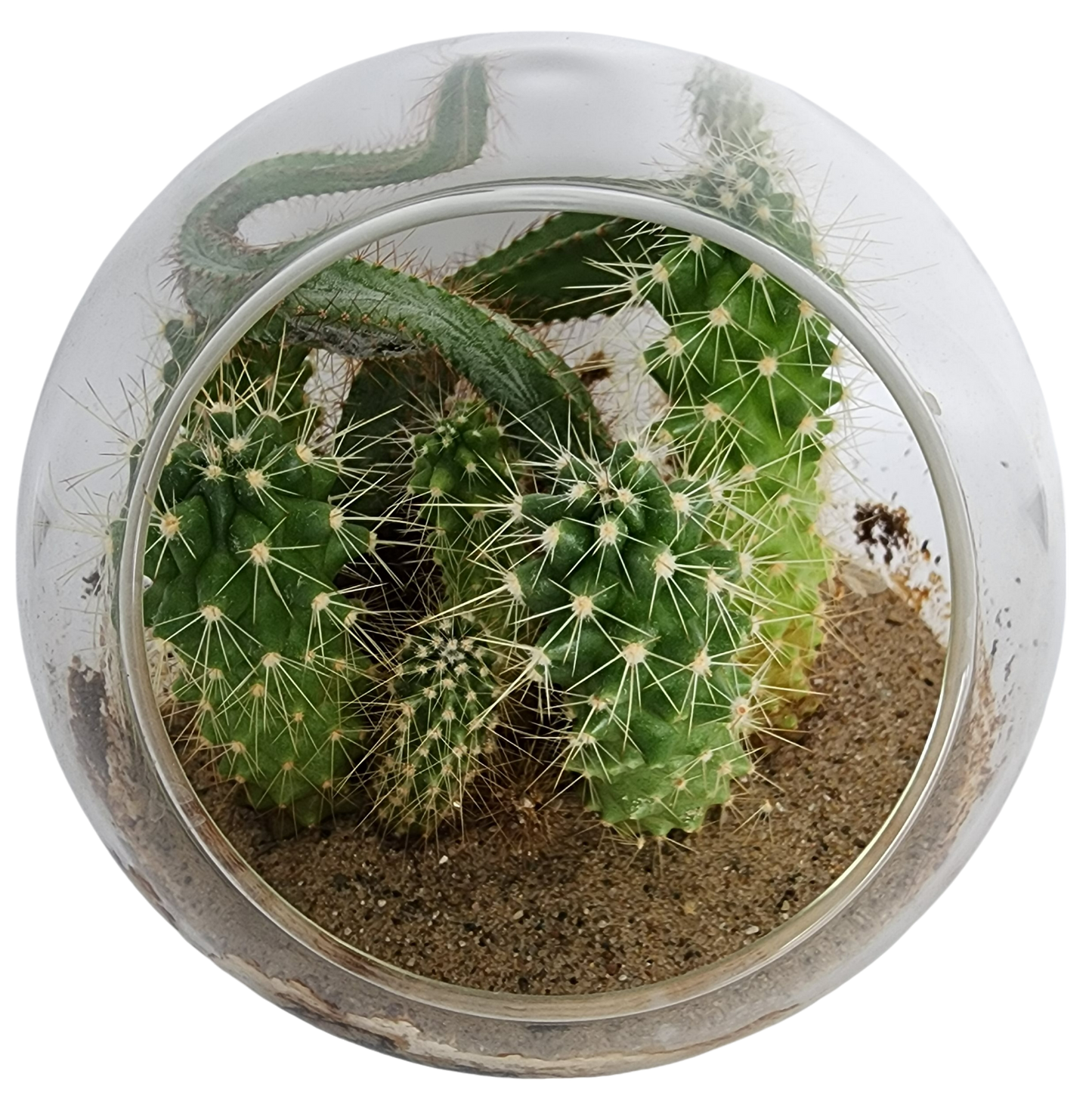 Mini Desert Collection Glass Terrarium Cacti Seed Starting Kit