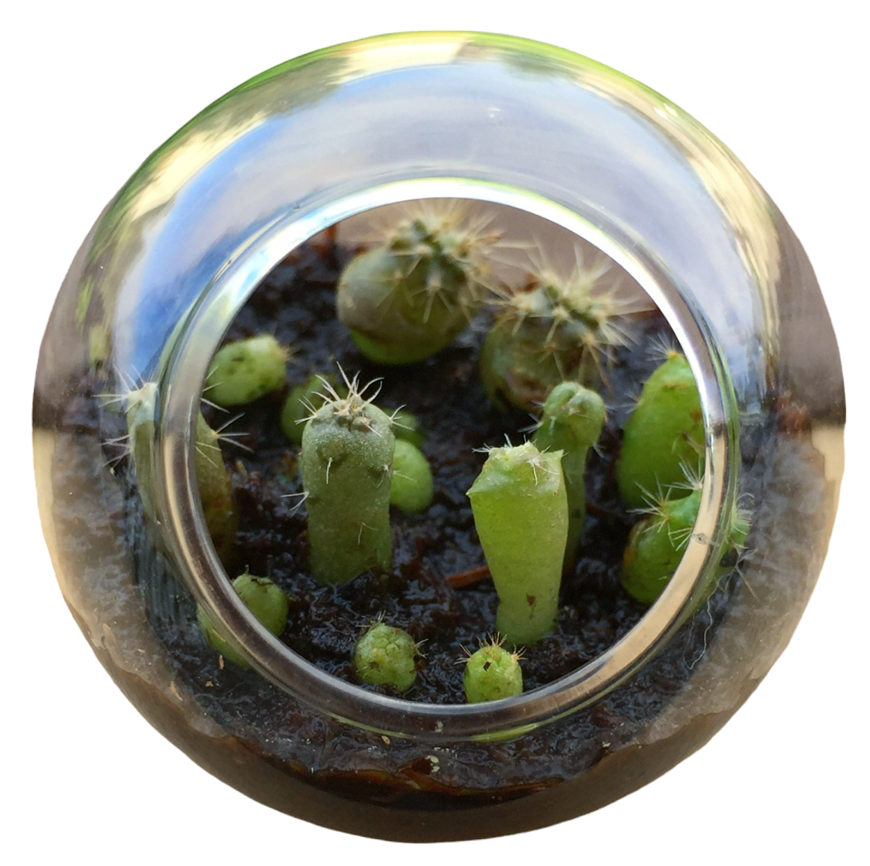Cacti Tiny Terrariums Bundle - 1 each of 6 Varieties