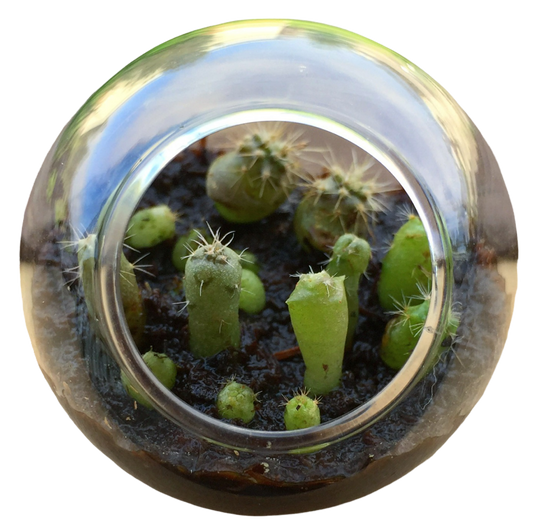 Cacti Tiny Terrariums Bundle - 1 each of 6 Varieties
