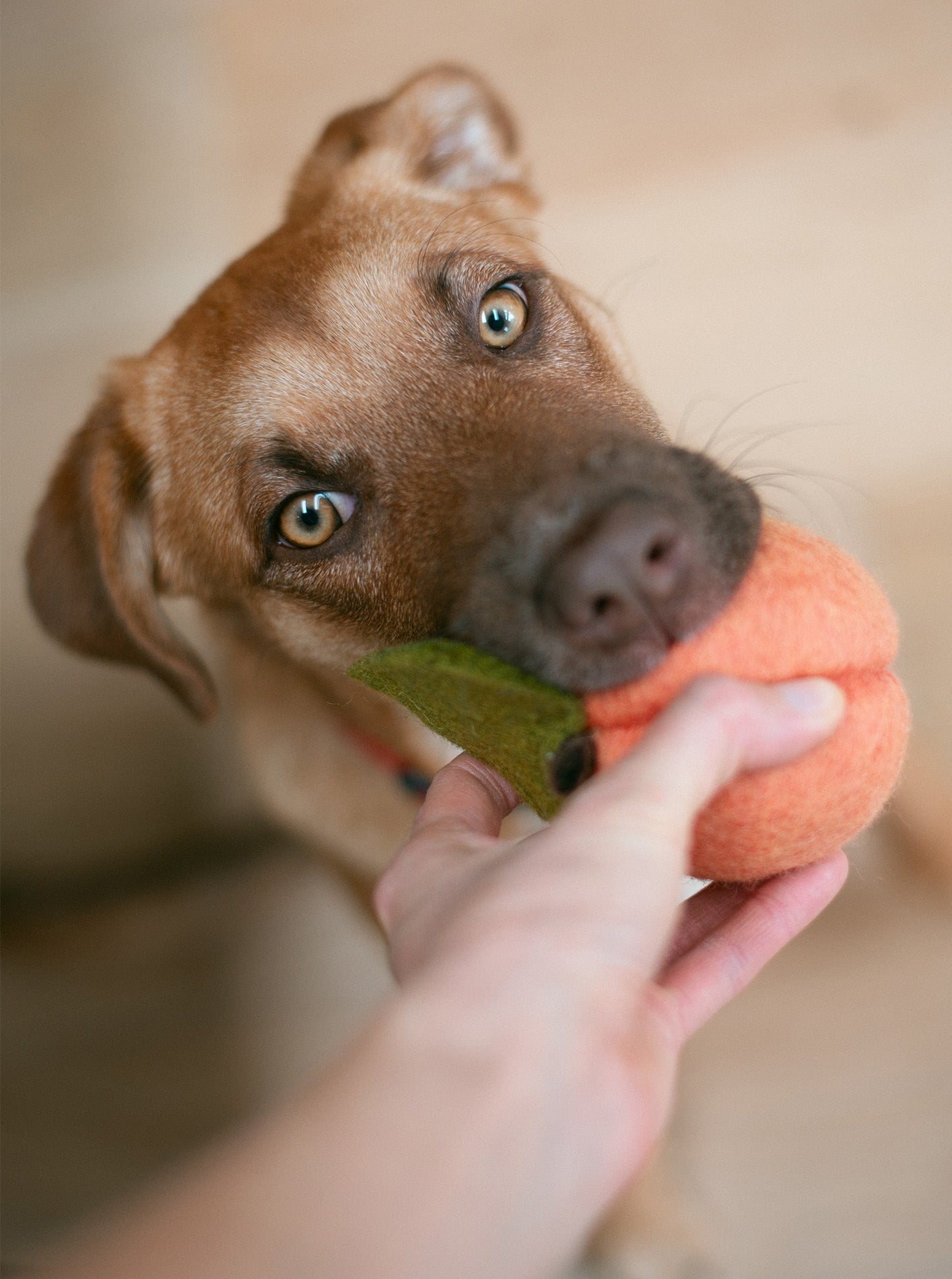 DOGGY PEACH