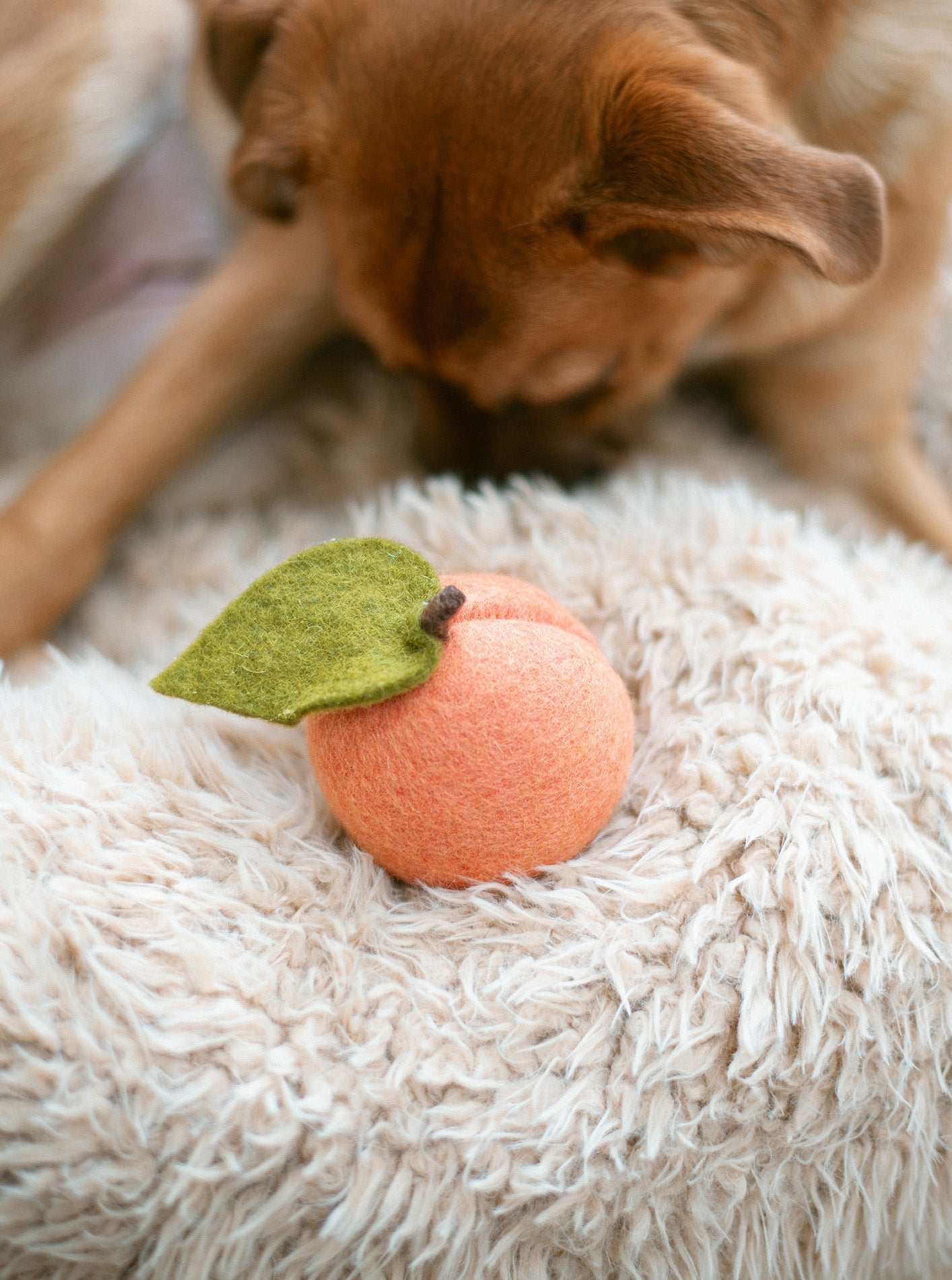 DOGGY PEACH