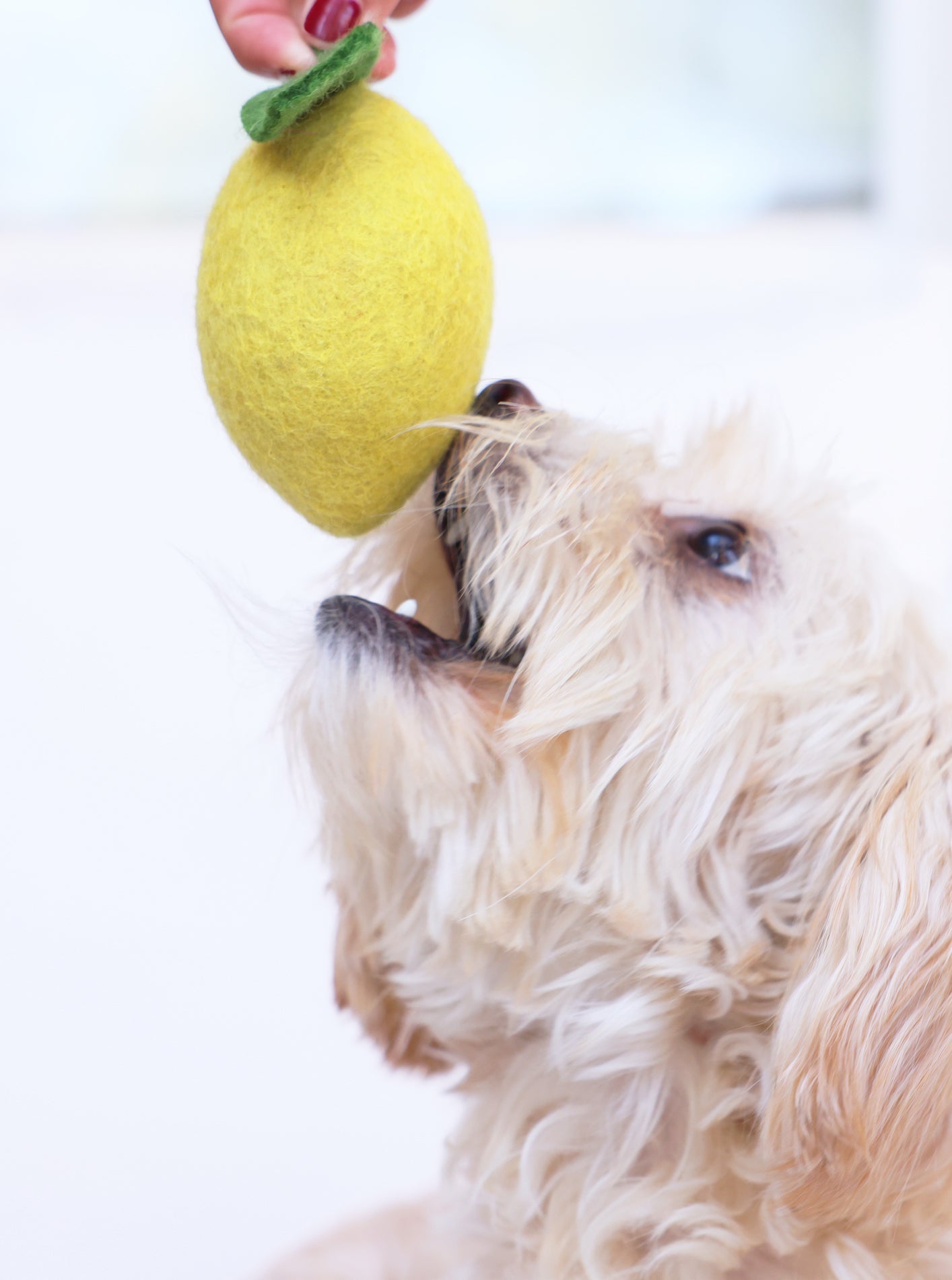 LEMON WOOL DOG & CAT TOY