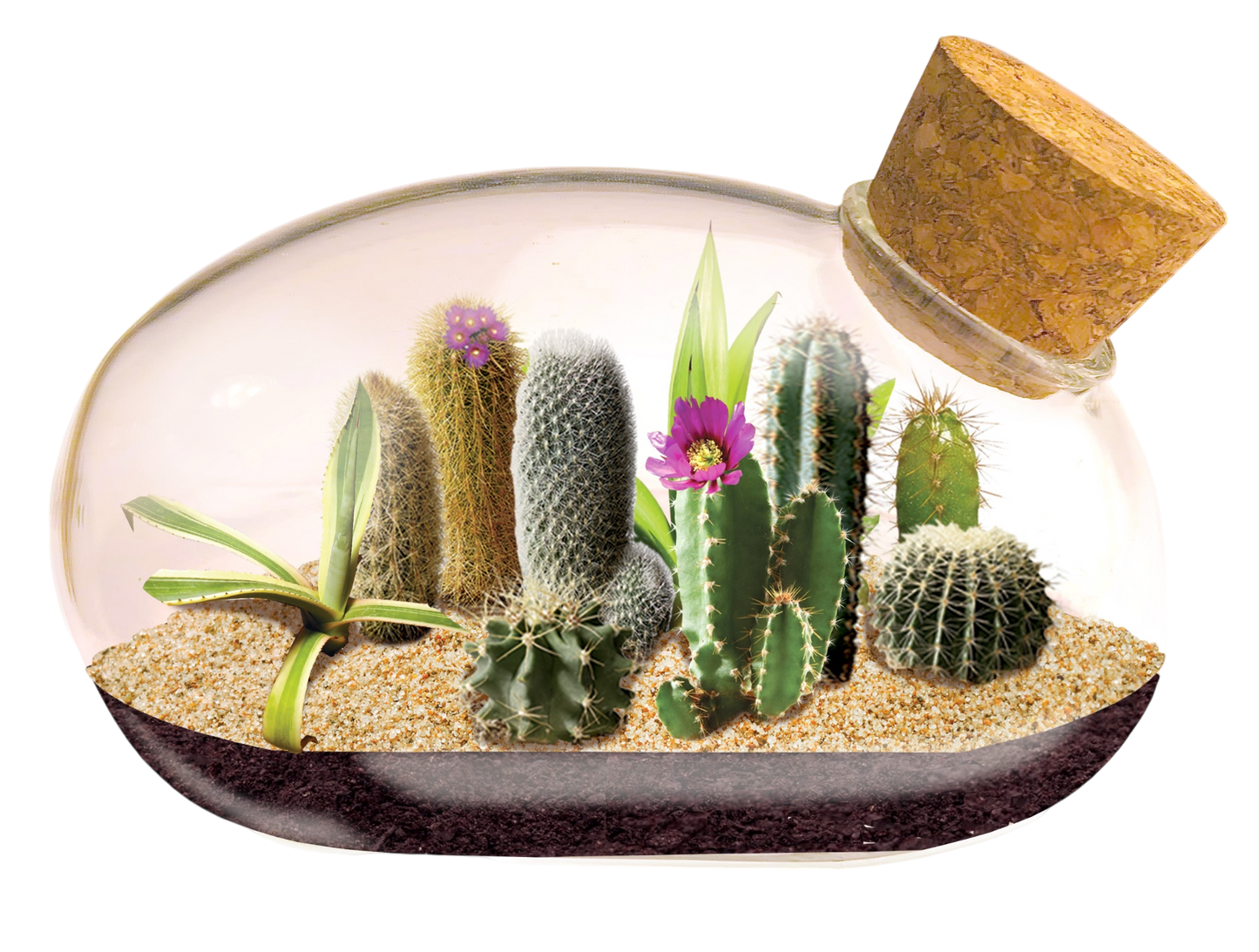 The Desert Mouse Garden Glass Terrarium with Cork