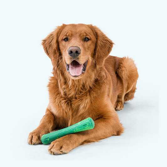 Drifty Dog Toy