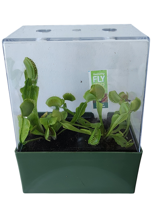 Venus Fly Trap Seed Square Terrarium