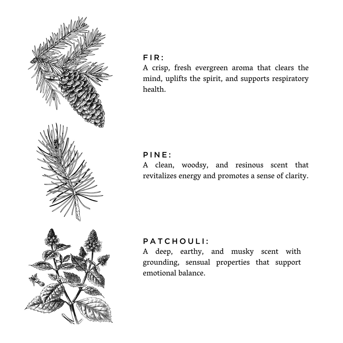 Forest Bathing - Signature Candle (Fir + Pine + Patchouli)
