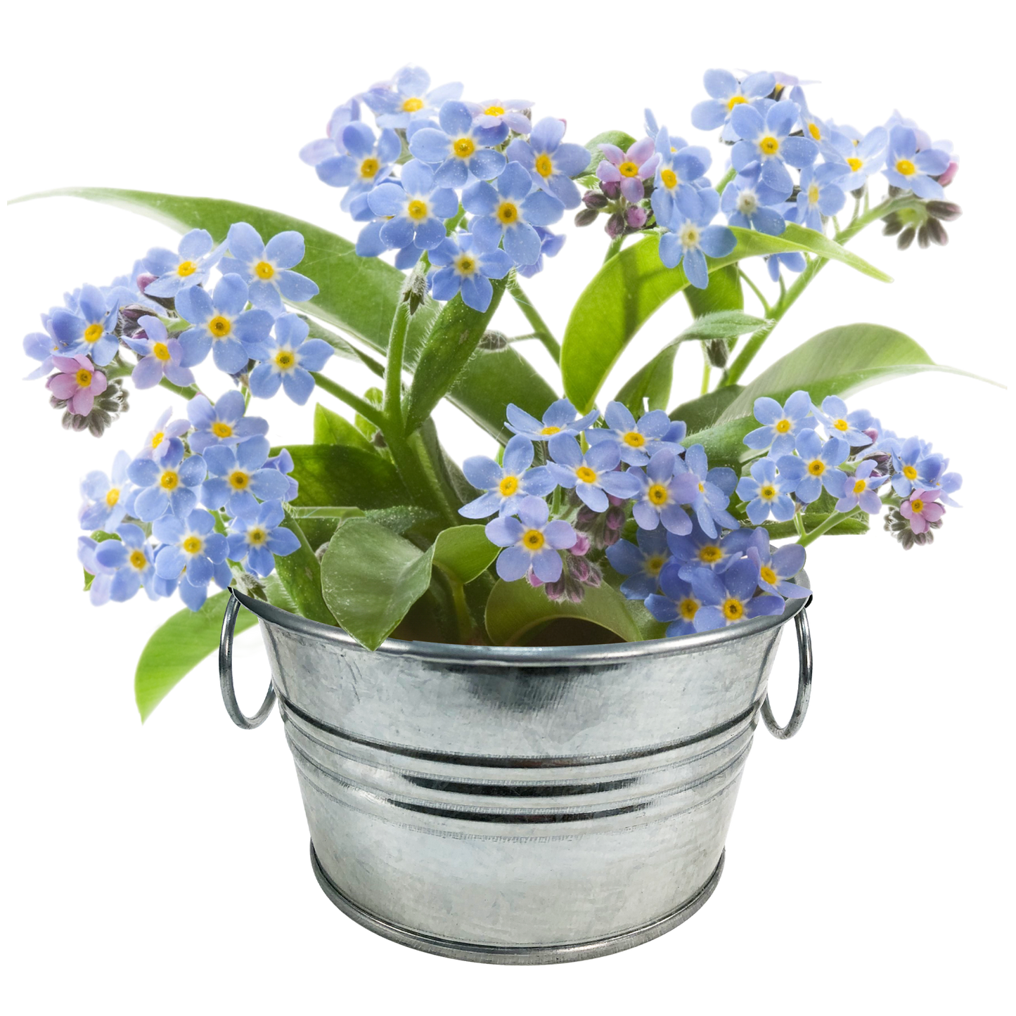 Lil' Bucket of Love - Grow Your Own Forget-Me-Nots Multipack of 3