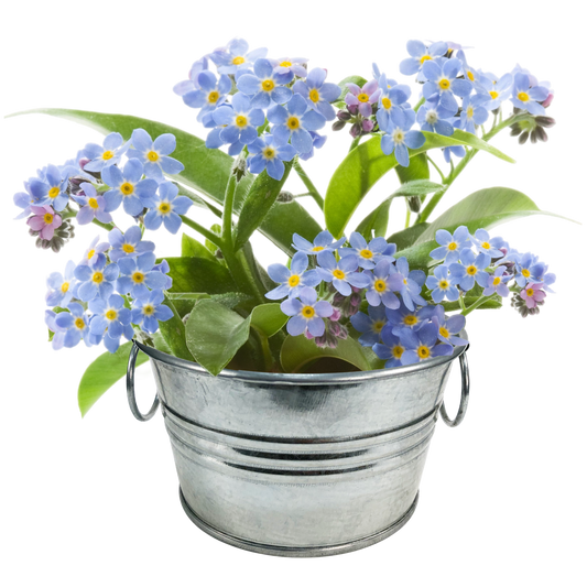 Lil' Bucket of Love - Grow Your Own Forget-Me-Nots Multipack of 3