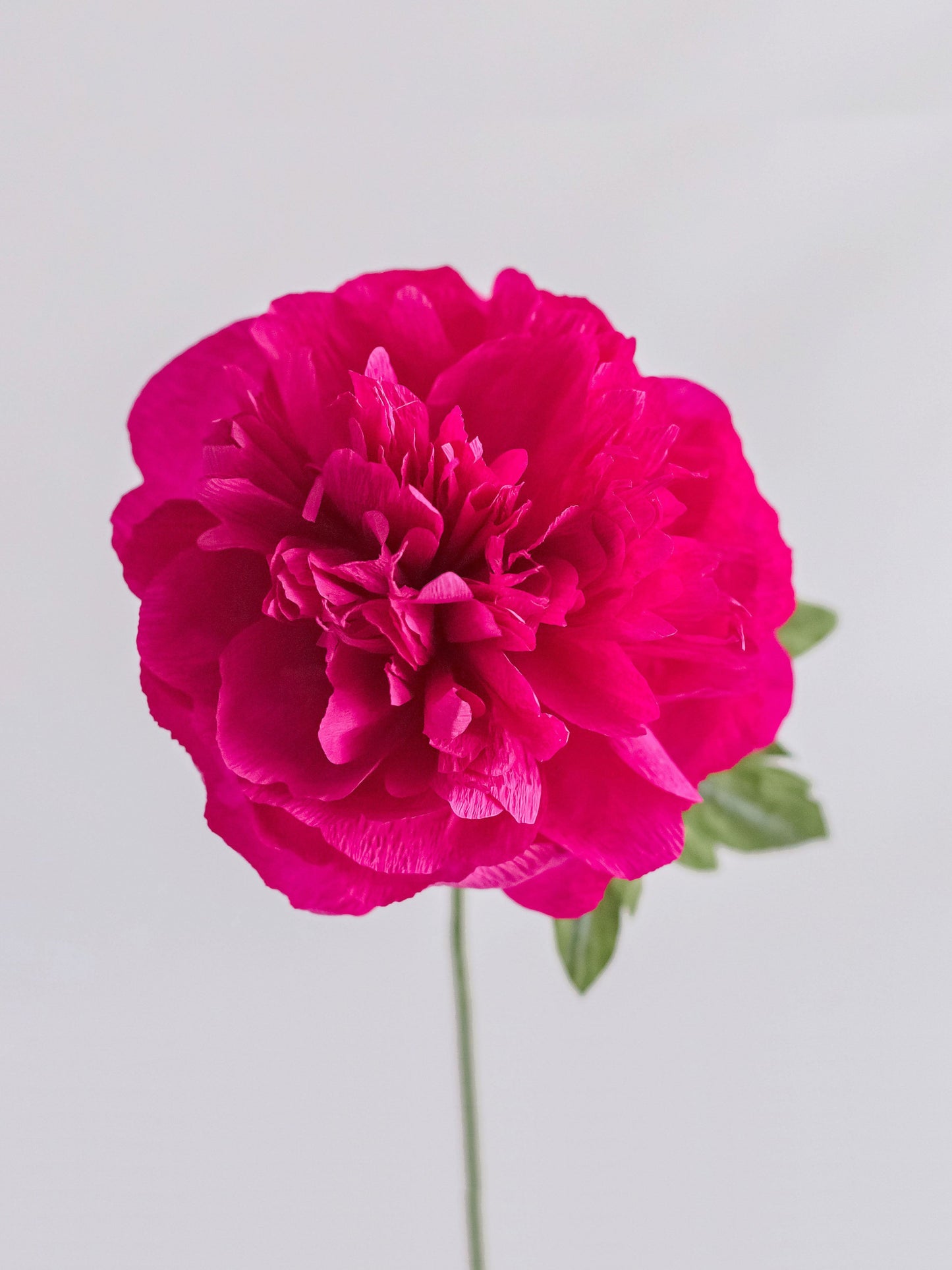 Garden Peony Single Stem | Handcrafted Paper Flower