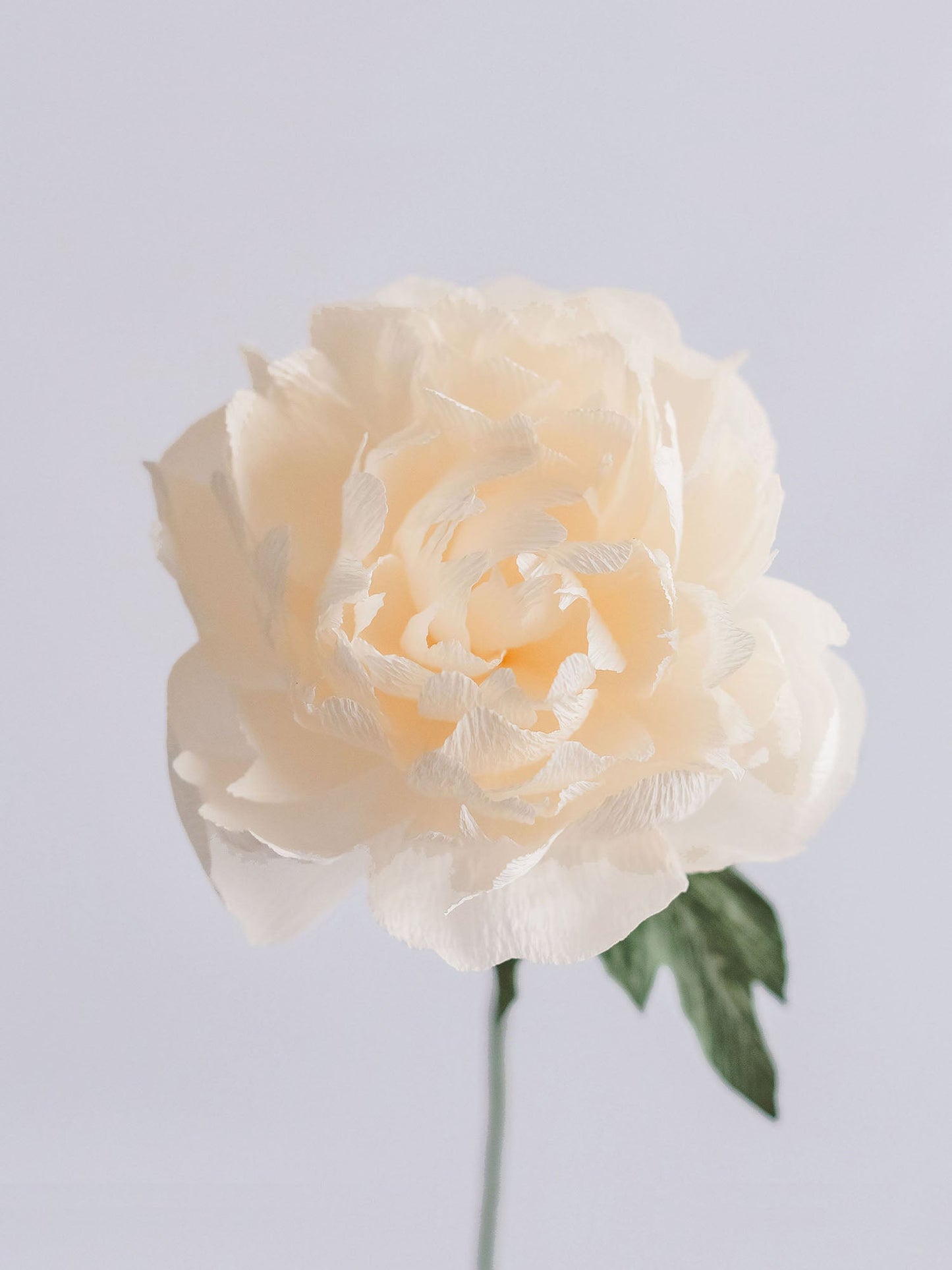 Garden Peony Single Stem | Handcrafted Paper Flower