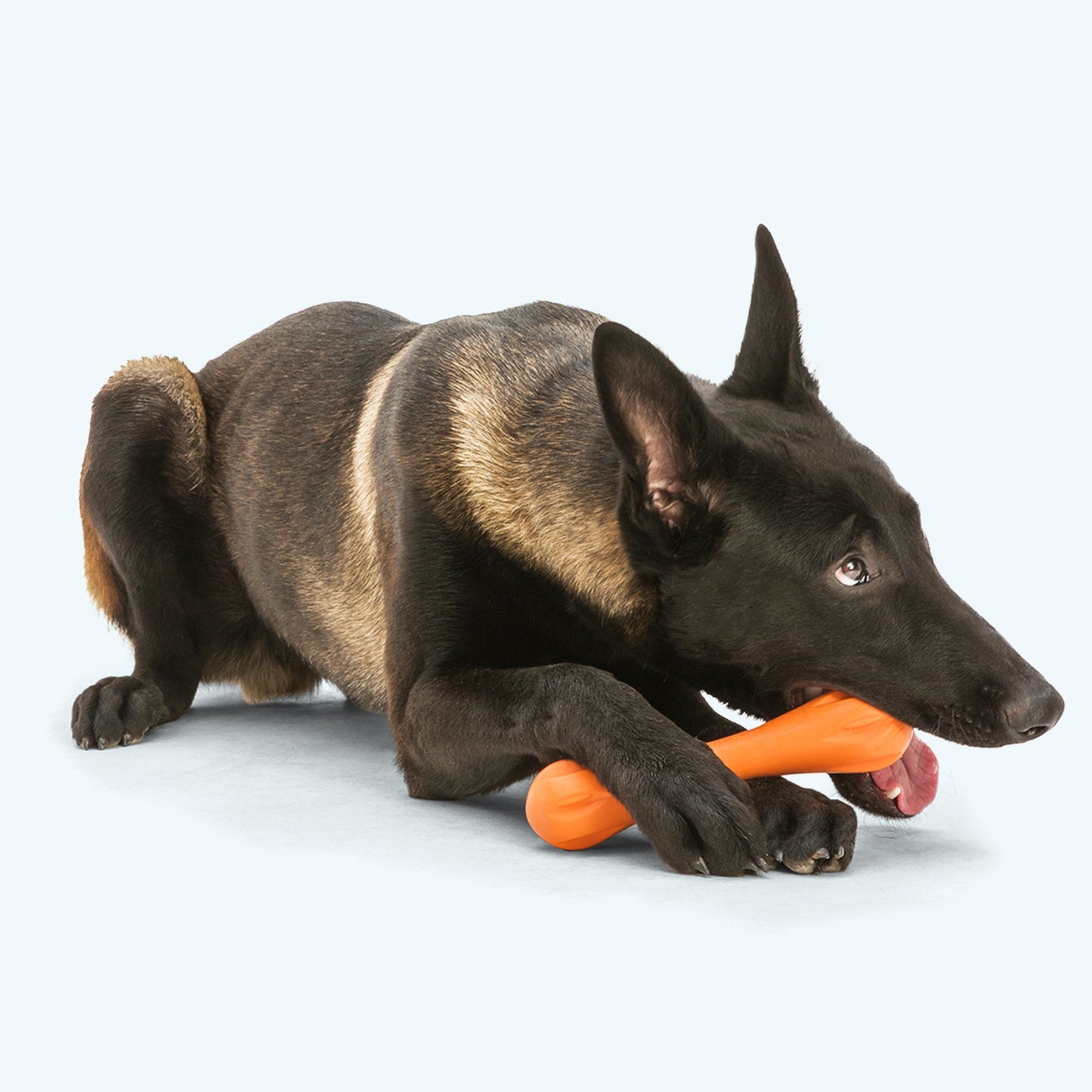 Hurley Dog Toy