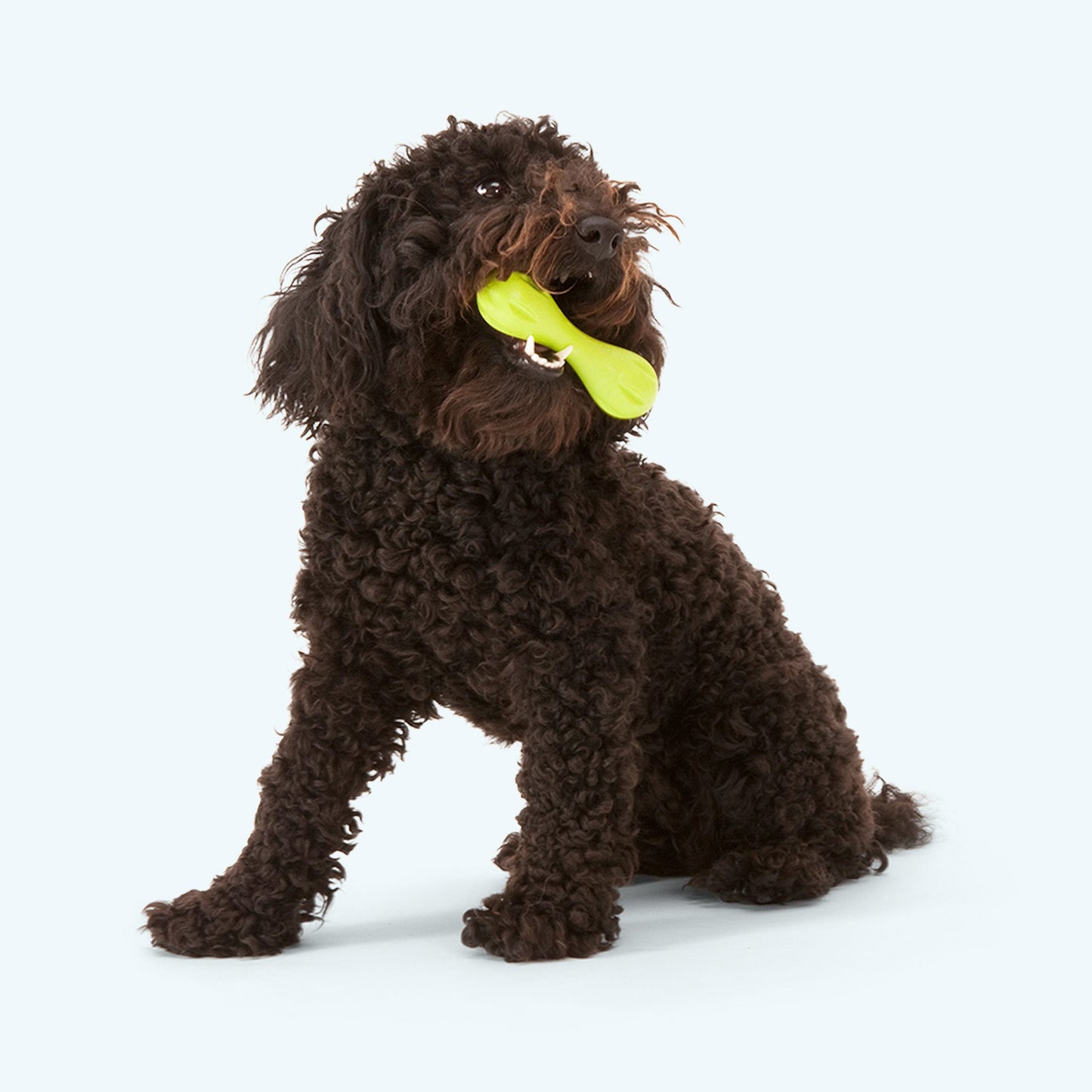 Hurley Dog Toy