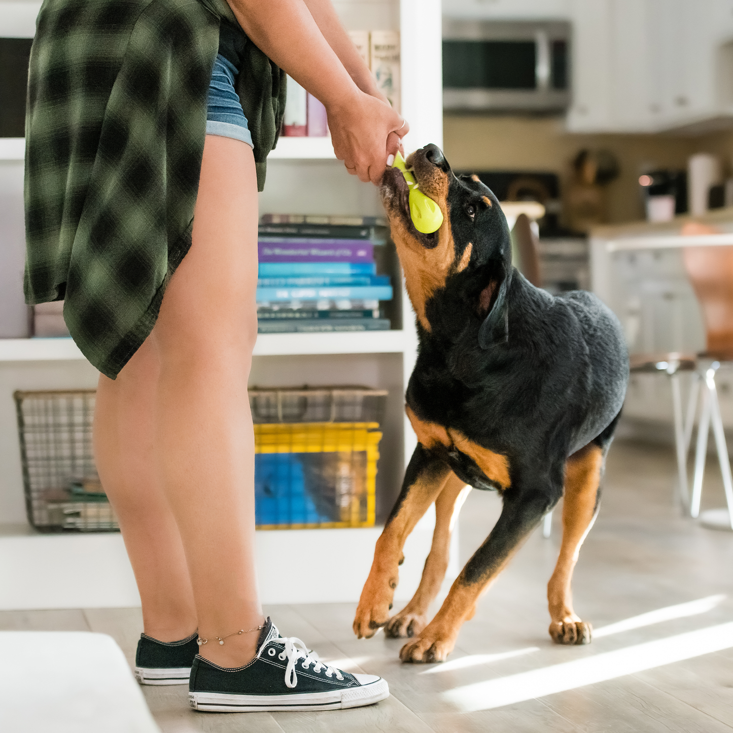 Hurley Dog Toy