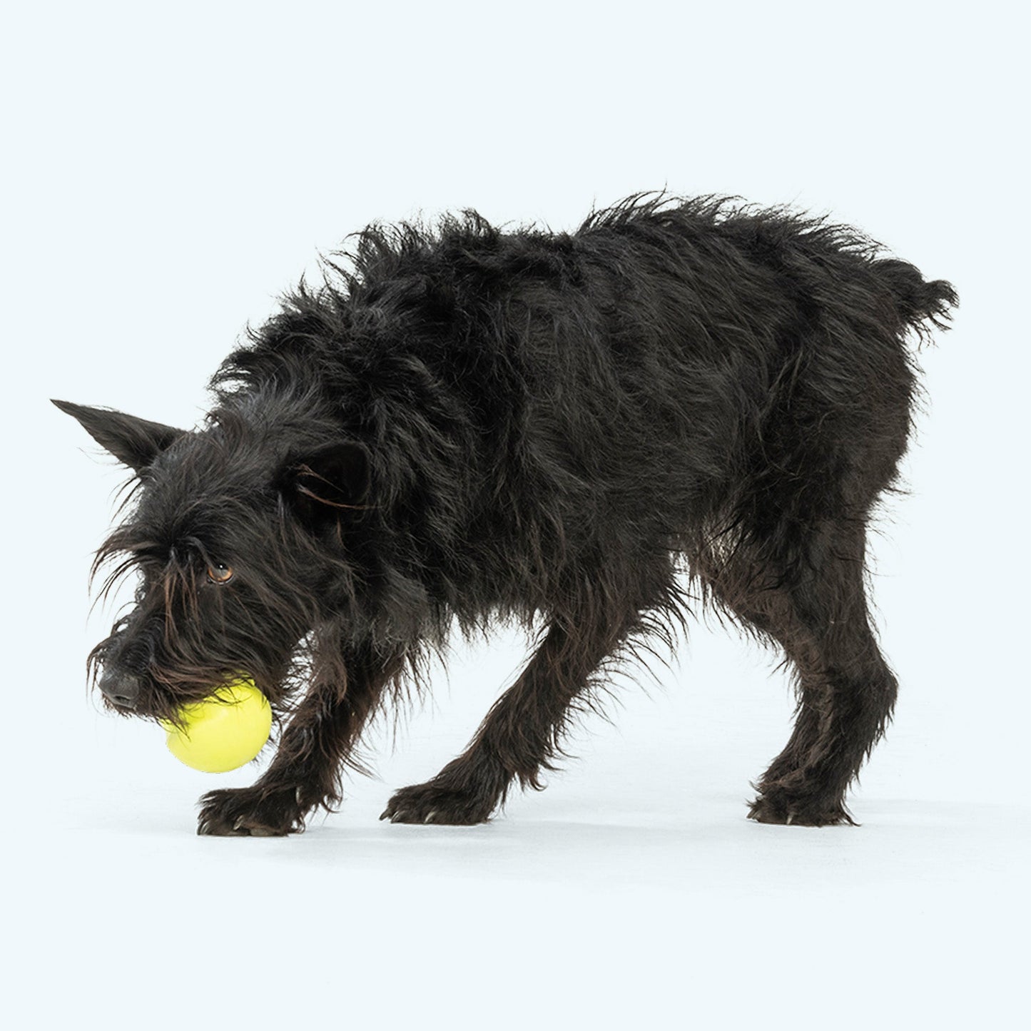 Jive Dog Toy