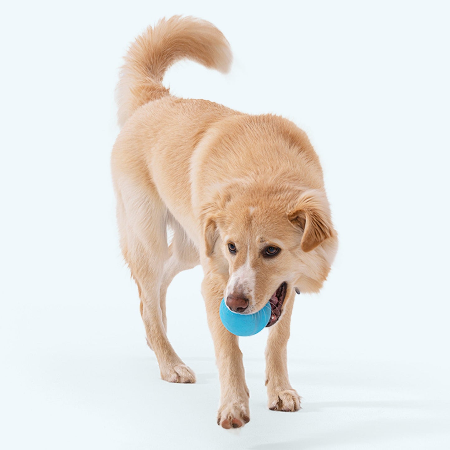 Jive Dog Toy