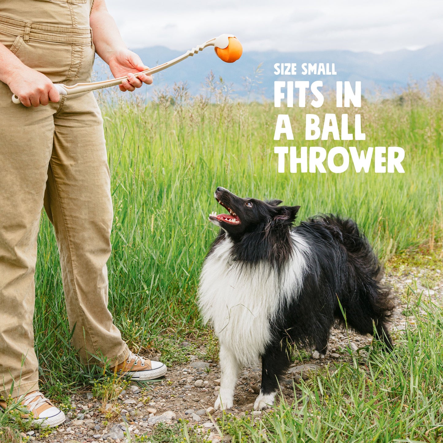 Jive Dog Toy
